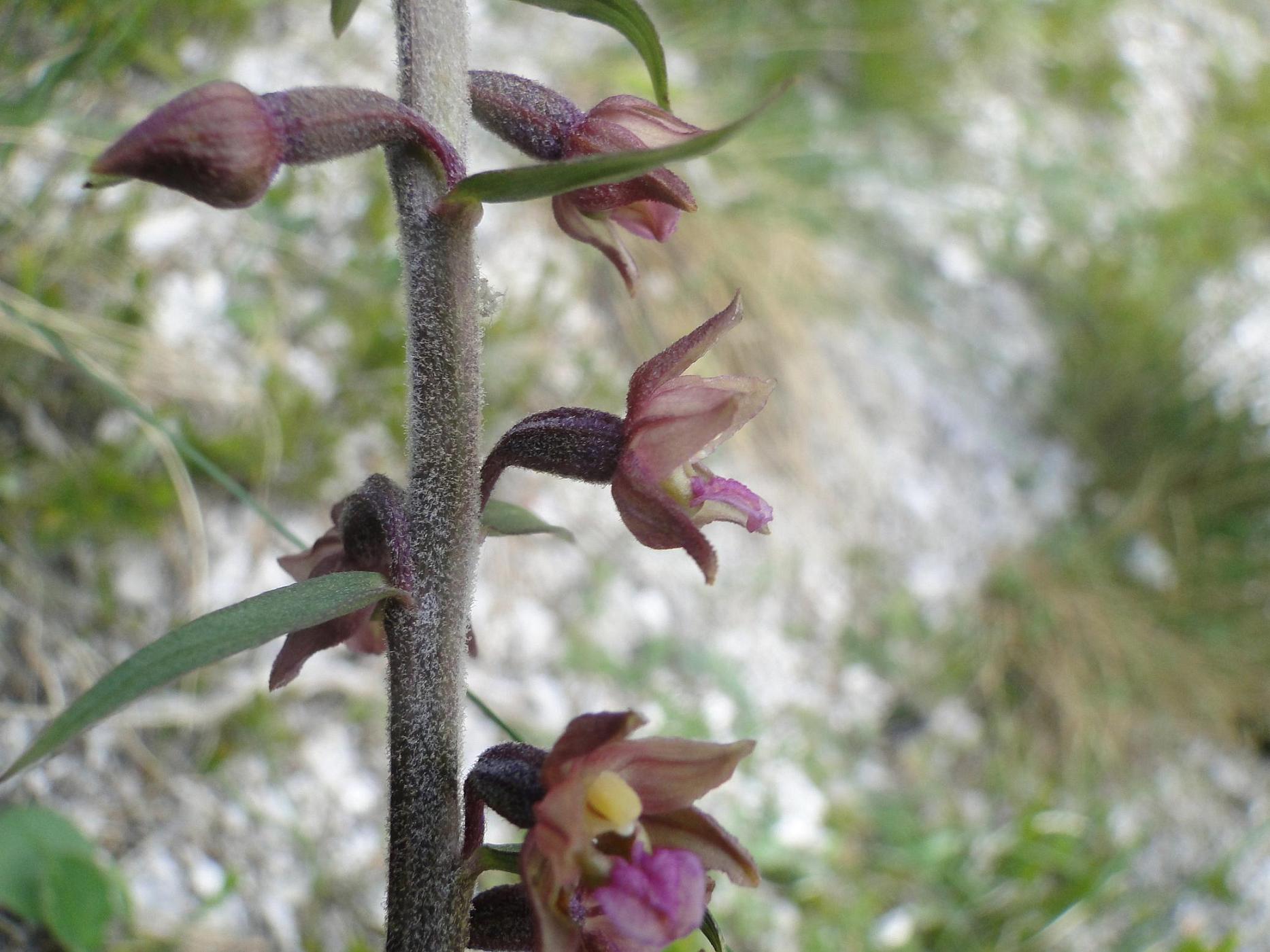 Epipactis, ma quale?